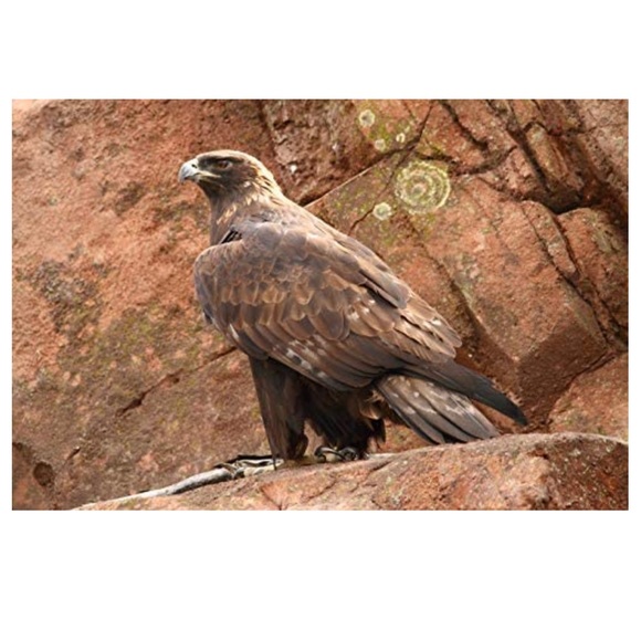 Park Ranger's Guide to Nature & Wildlife Photography - Paperback-EUC - Picture 6 of 10